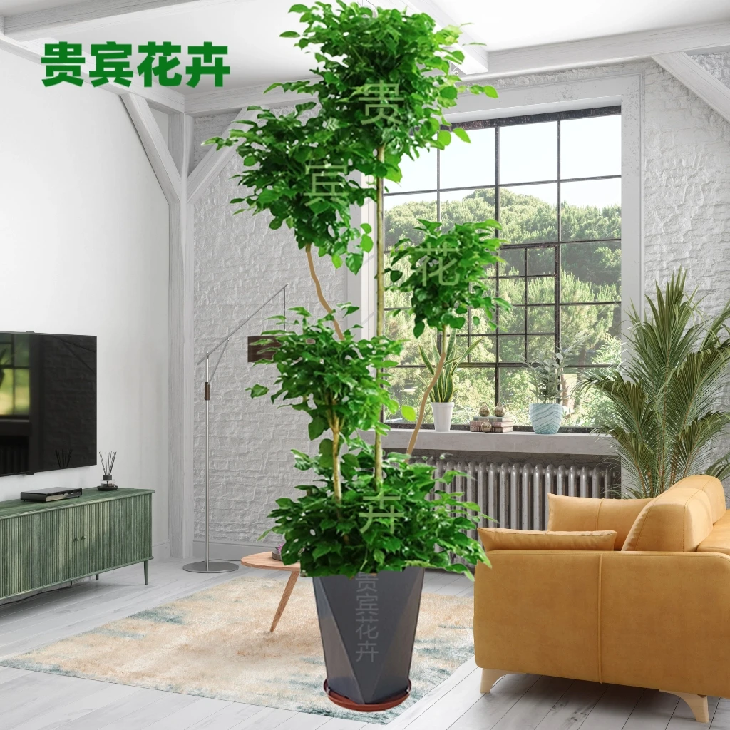 高档绿植盆栽老桩幸福树绿宝办公室盆栽室内客厅净化空气好养绿植