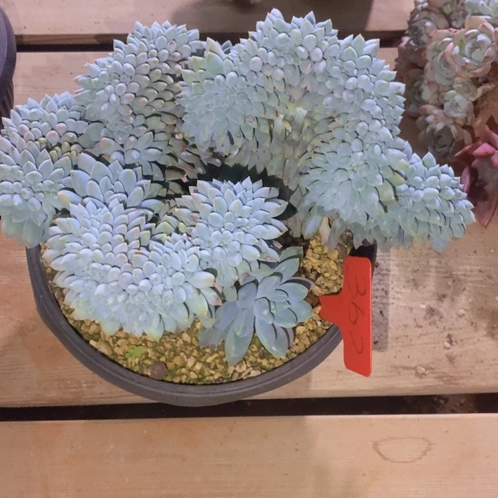 在家闲不住吗笑吐啊