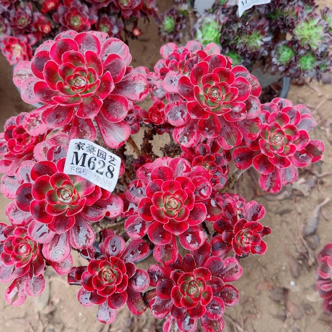 花蝴蝶法师628冠幅26