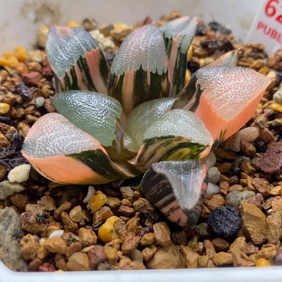 623和田玉克锦一物一拍