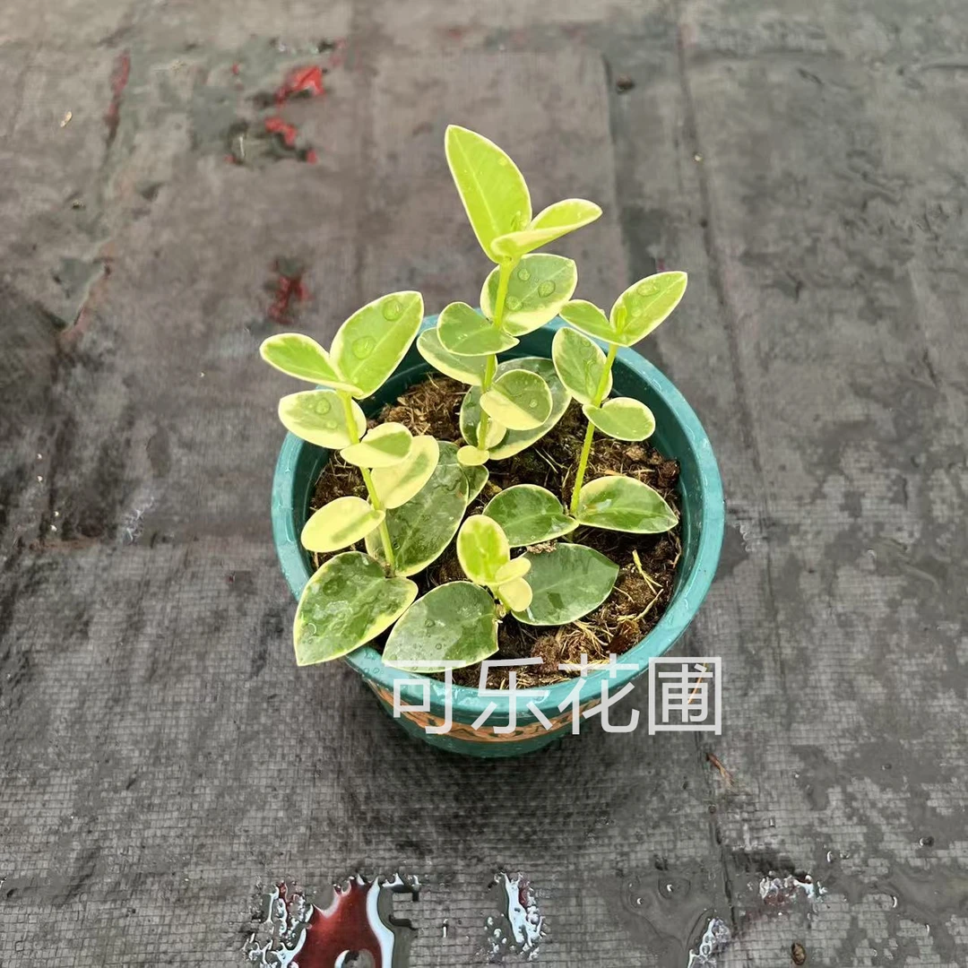 孜然外锦球兰盆栽爬藤小叶