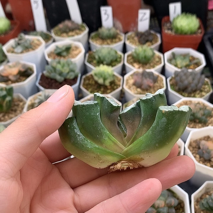 玉扇大姑父土tlonuljutj