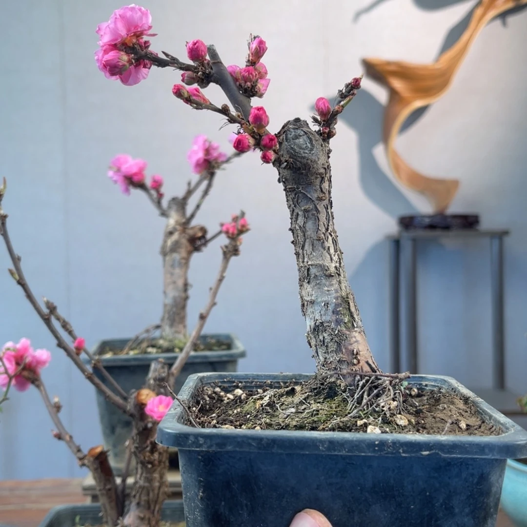 微月季盆景111111半***人