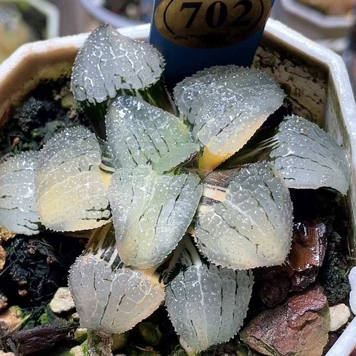 702天空之镜锦特选福利