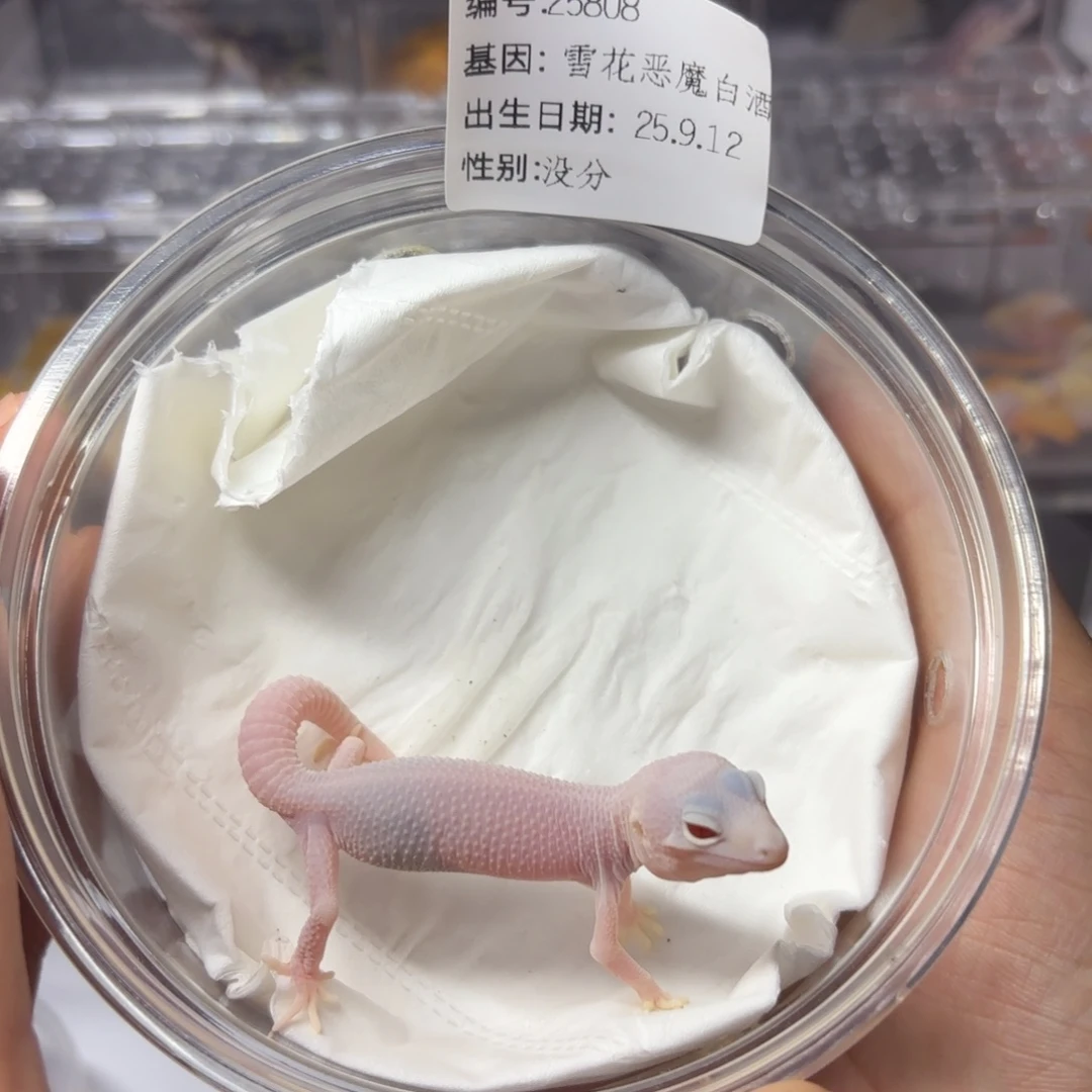 豹纹守宫豹纹守宫雪花恶魔白酒