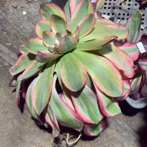 伦***喂347五毒白锦满25包邮多肉