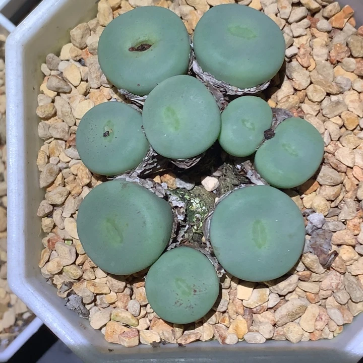 精品多肉植物精品多肉