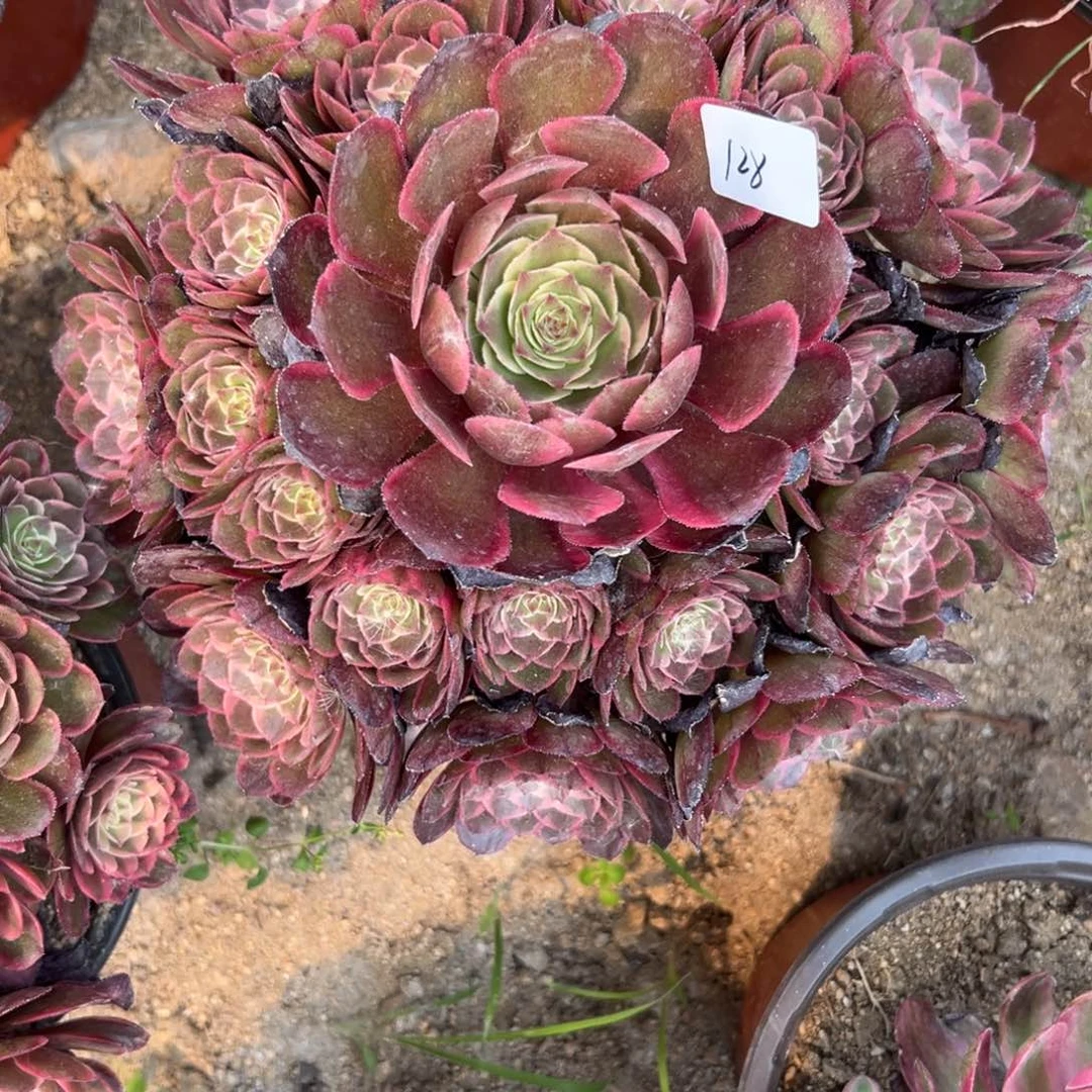 128夜宴多肉植物系