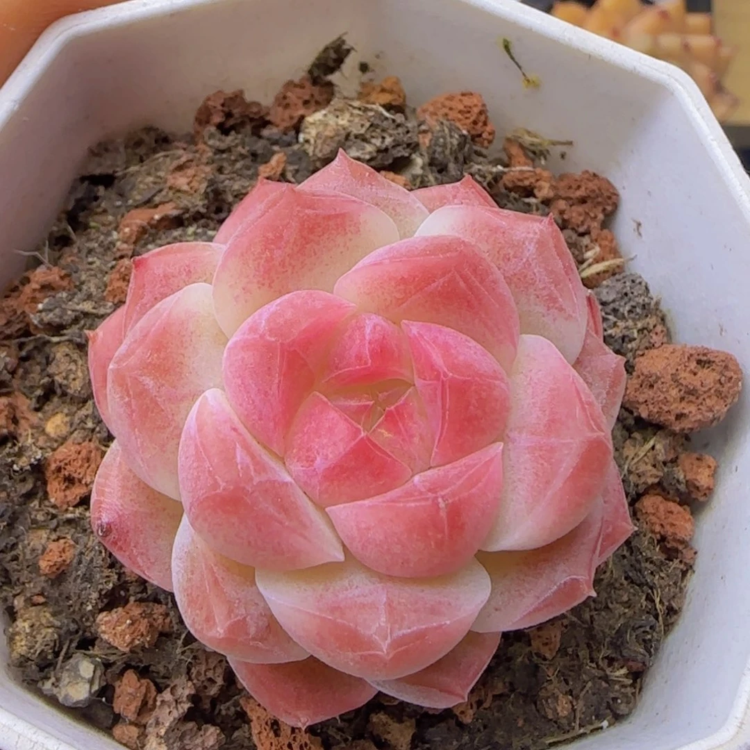 白桃汽水精控优选一颗