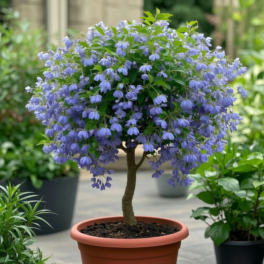 金丝吊蝴蝶树苗多花垂钓盆景老桩蝴蝶花四季庭院地栽阳台盆栽好养