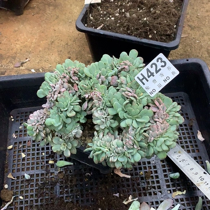 雪碧锦缀 非偏远38包邮 节后后