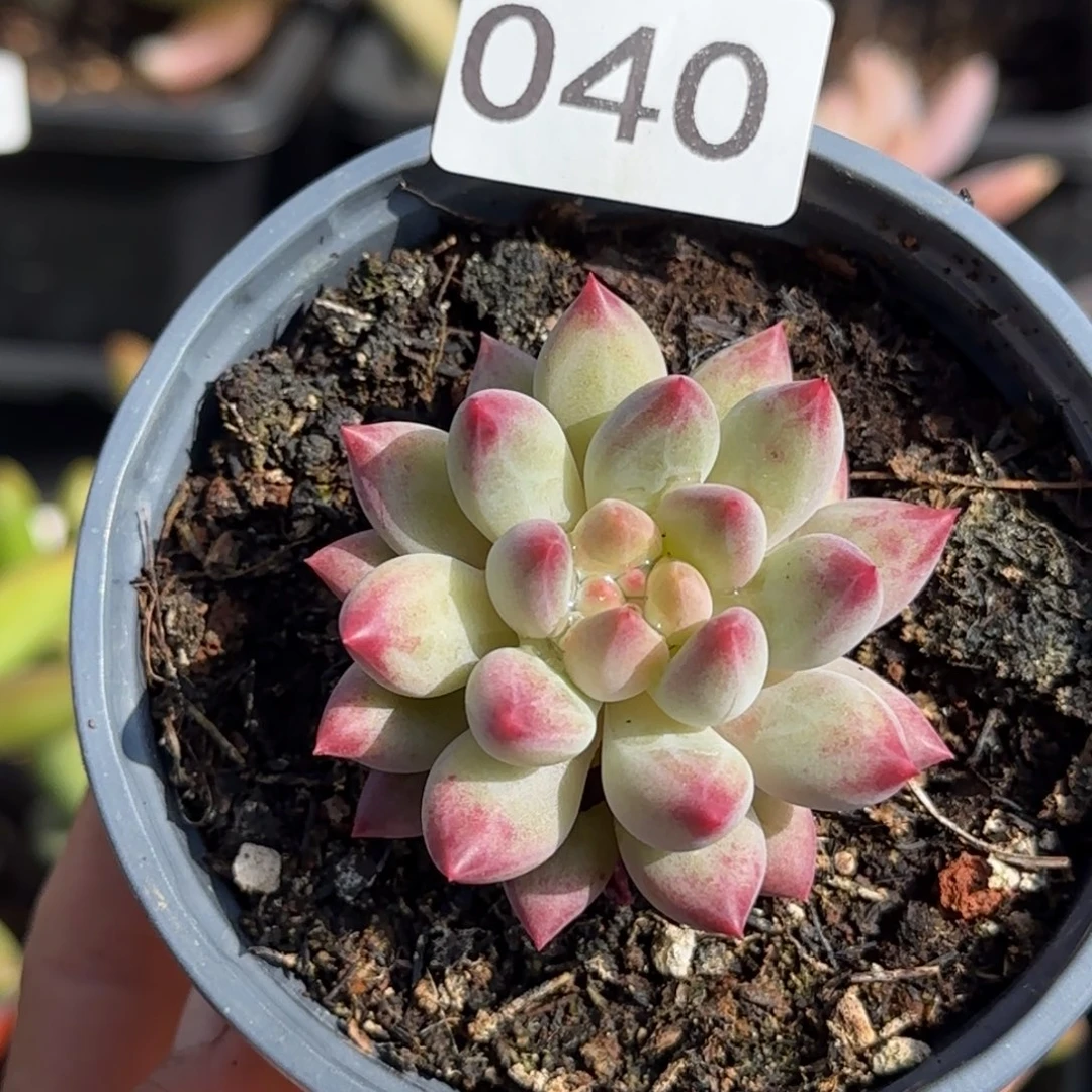 040号一物一拍一物一拍