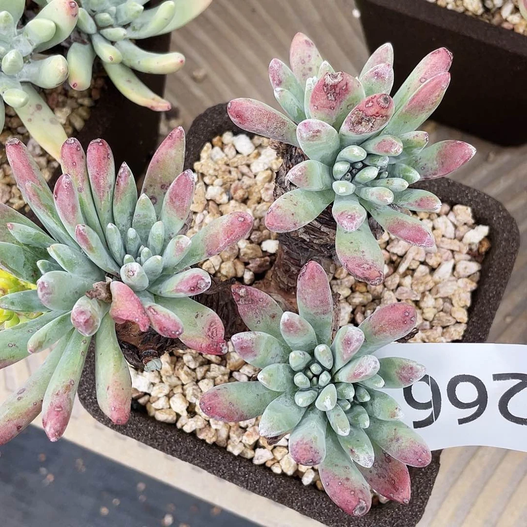 法豆老桩多头2266