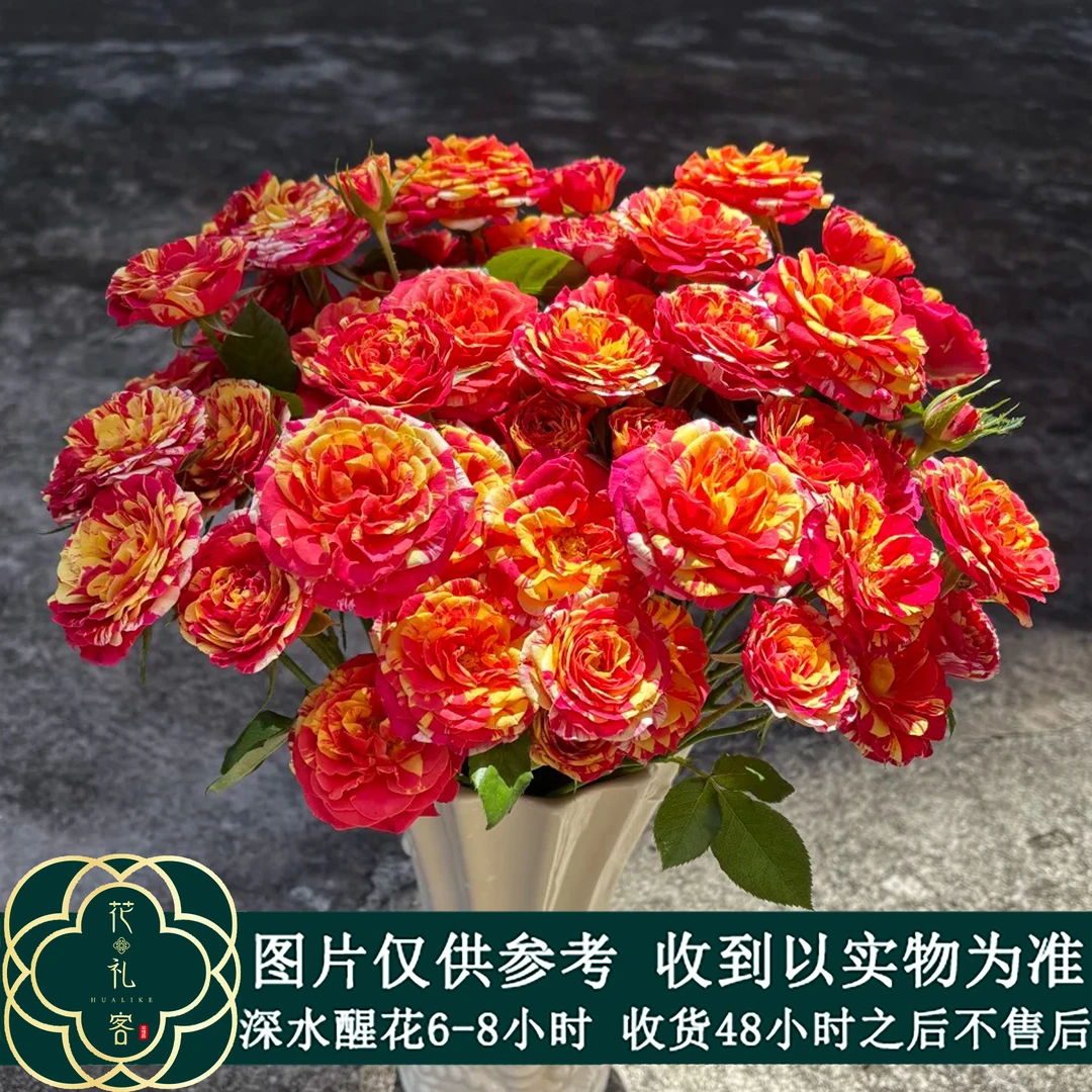 七叶花坊#多头玫瑰 【精彩】鲜花优选 顺丰直发