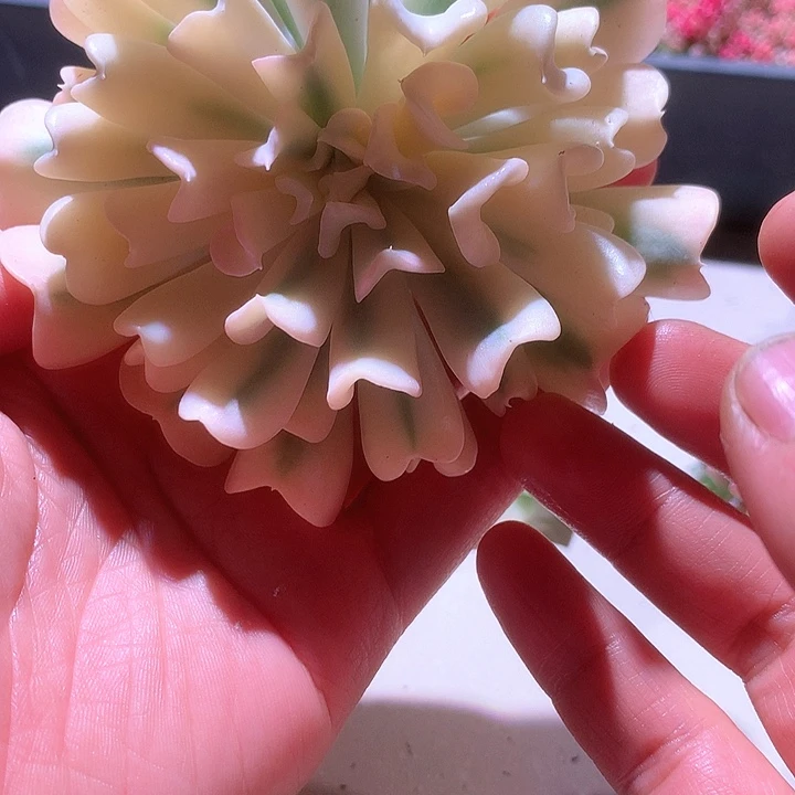 特玉莲白覆轮锦砍头