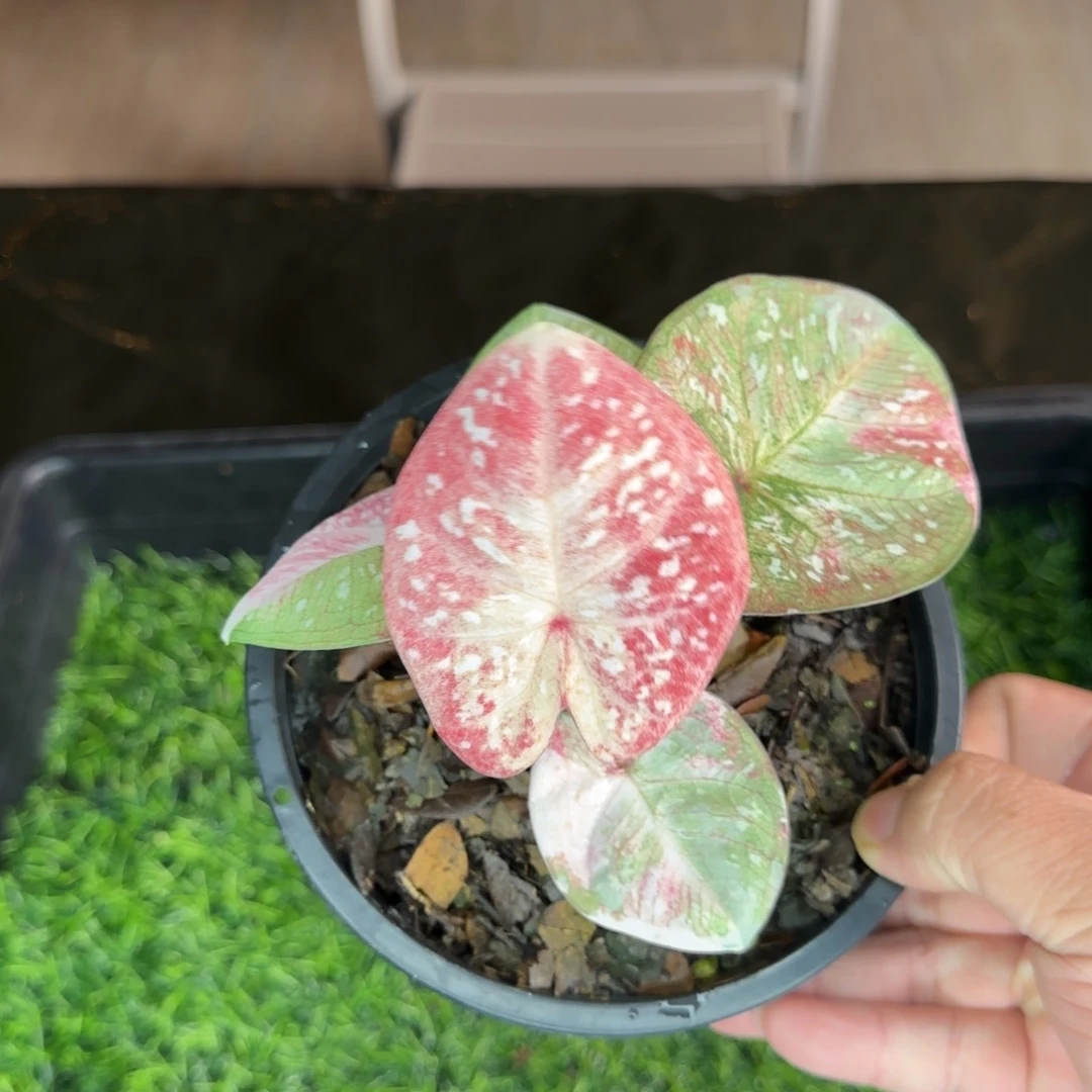 9023-0712泰国发货超级明星二代