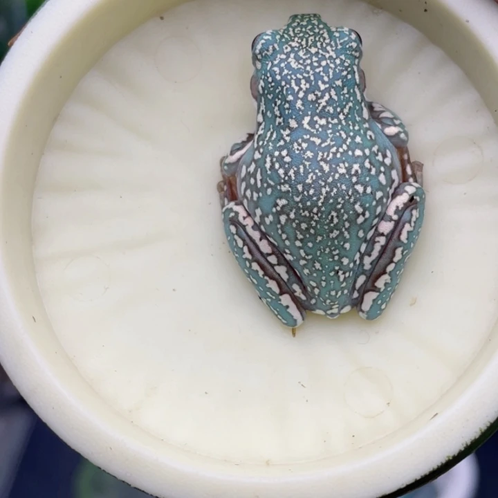 老爷树蛙4号钴蓝暴雪