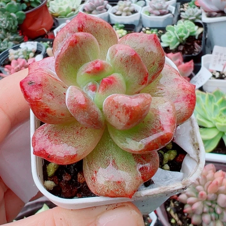253星影城石化多肉植物253