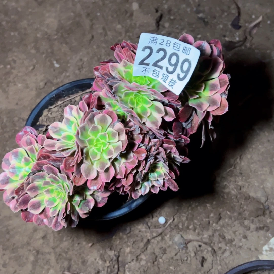 2299美杜莎缀多肉植物