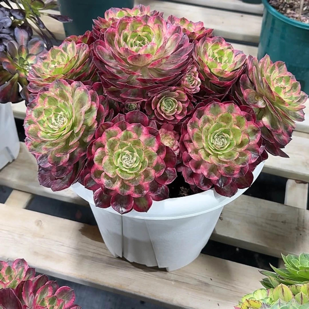 【闪购商品】闲**致法师多肉