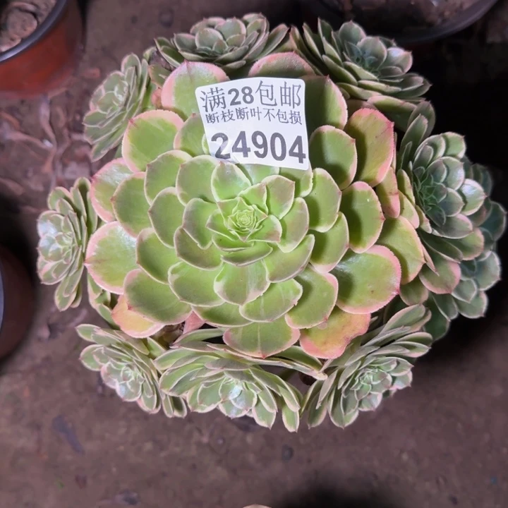 24904南分花妖多肉植物