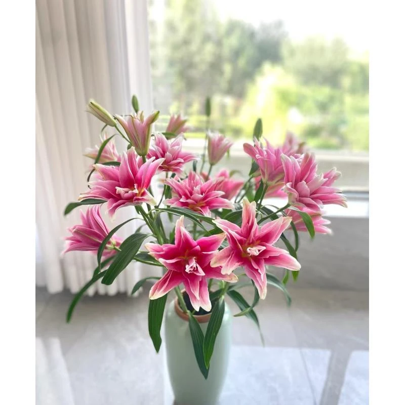 艾琳娜【重瓣香水百合】多头顶苞不包开