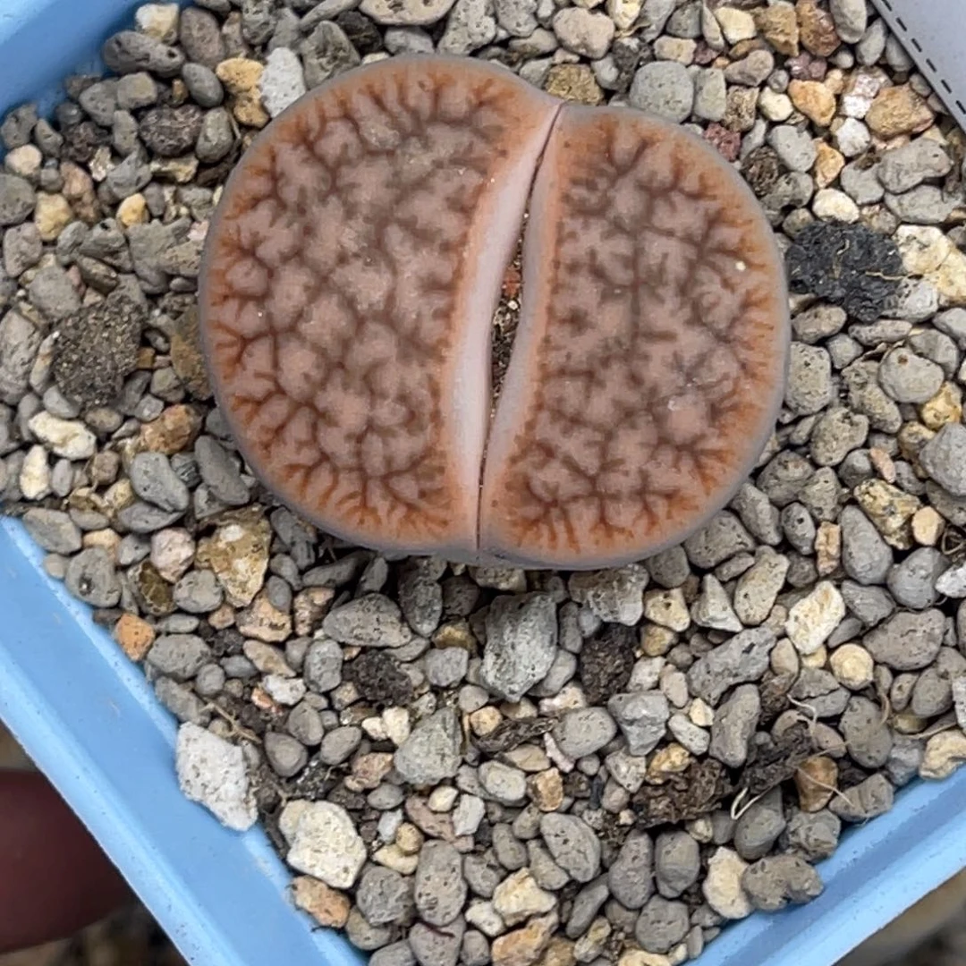 9908红曲1尺寸3.1