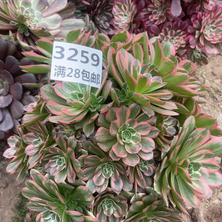 3259二号棚多肉植物A
