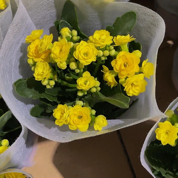 黄长寿花带盆土发