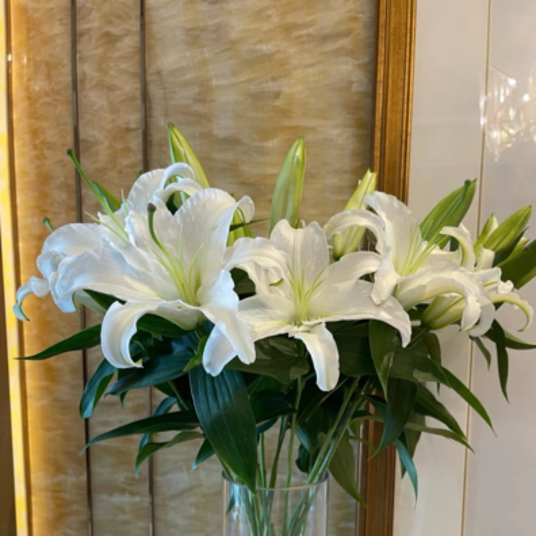 『西伯利亚白百10支装』家居养花  全场任意满两单及以上鲜花同城包邮