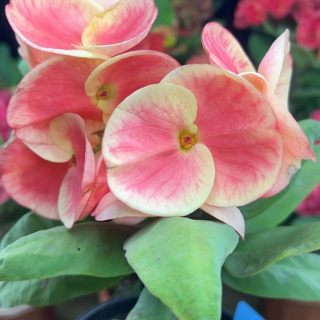 DBA13泰国大花虎刺梅