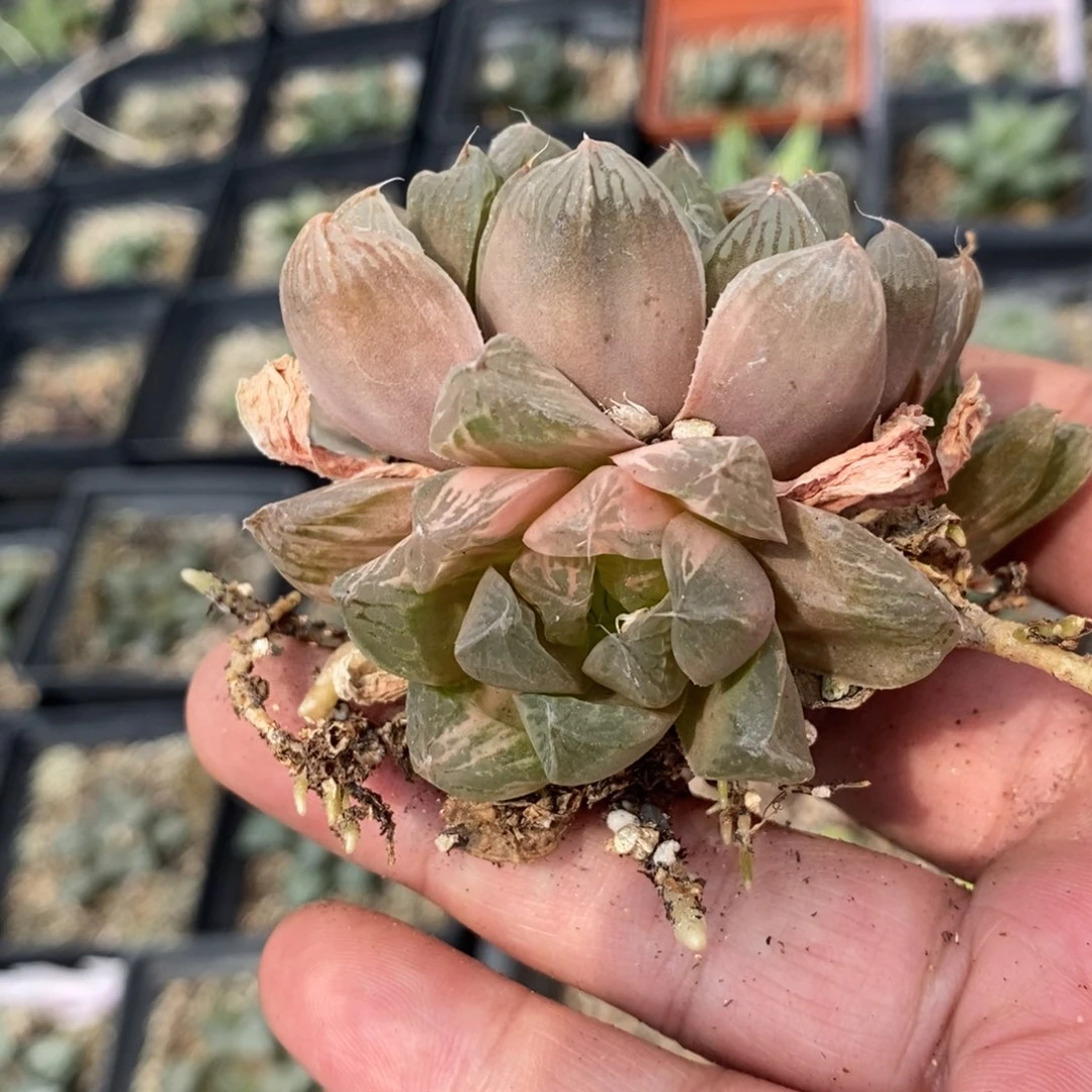 云***女2940 一颗雨露锦 超级福利