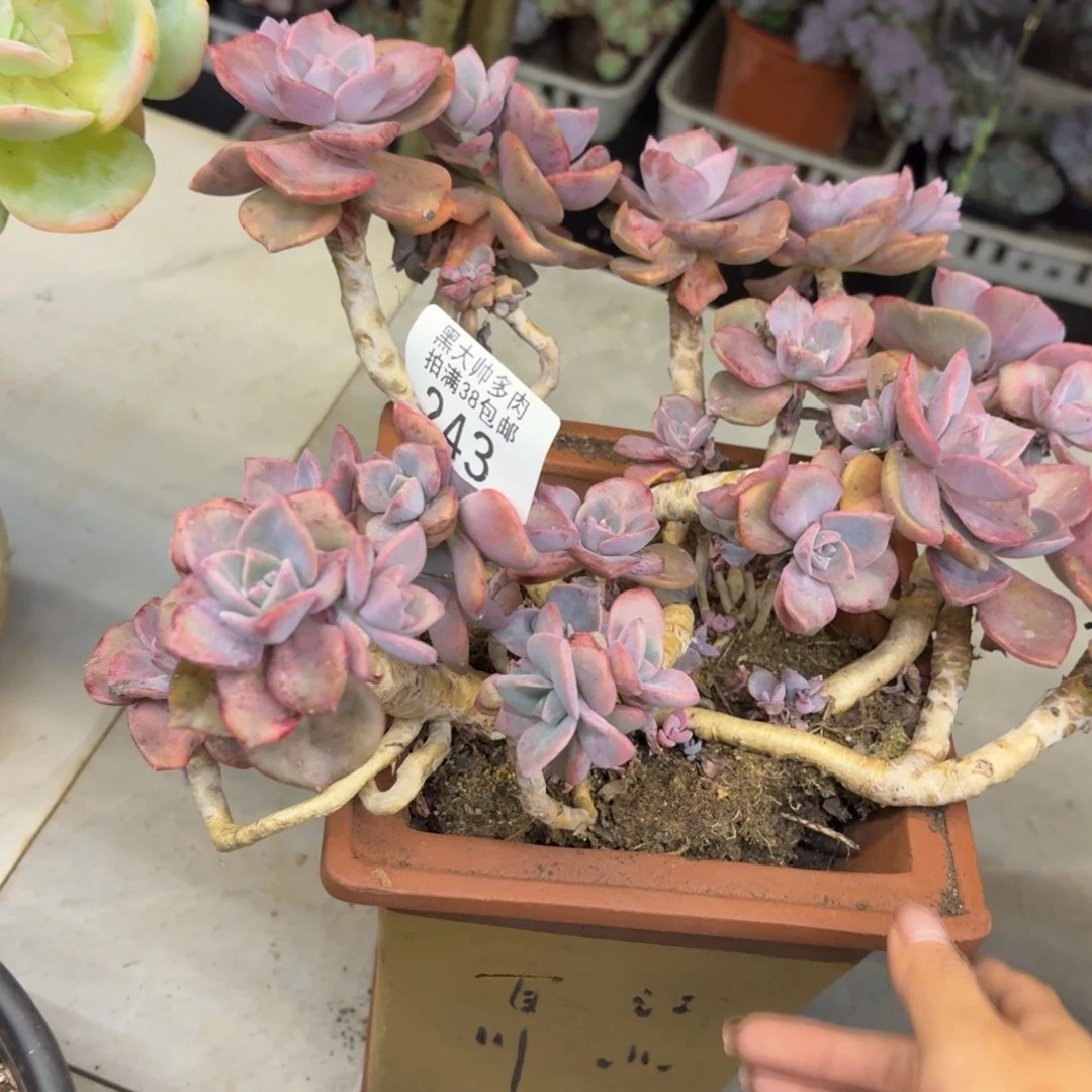 爱****黑大帅多肉243彩虹糖