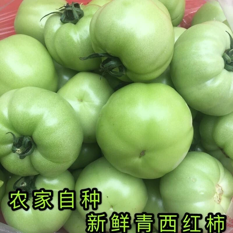青西红柿炒菜新鲜青番茄未成熟绿番茄新鲜生脆爽当季孕妇爱吃酸