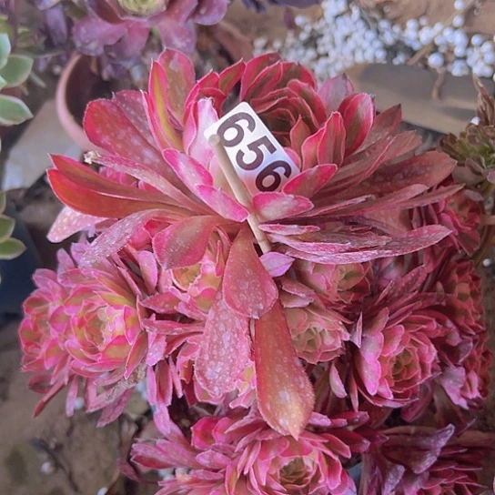 五***家多肉植物一个法师