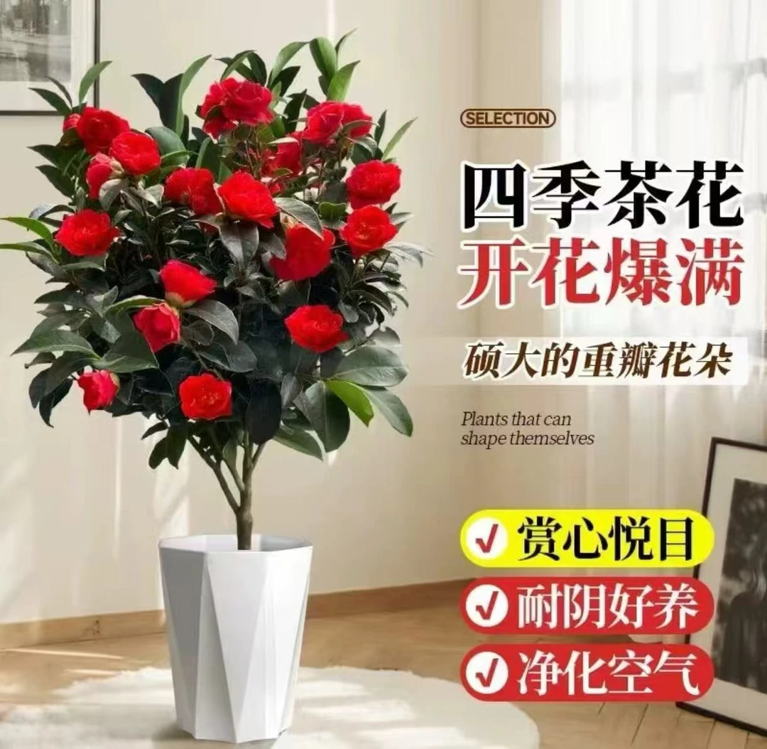四季开花带花苞大红茶花盆栽室内好养盆栽