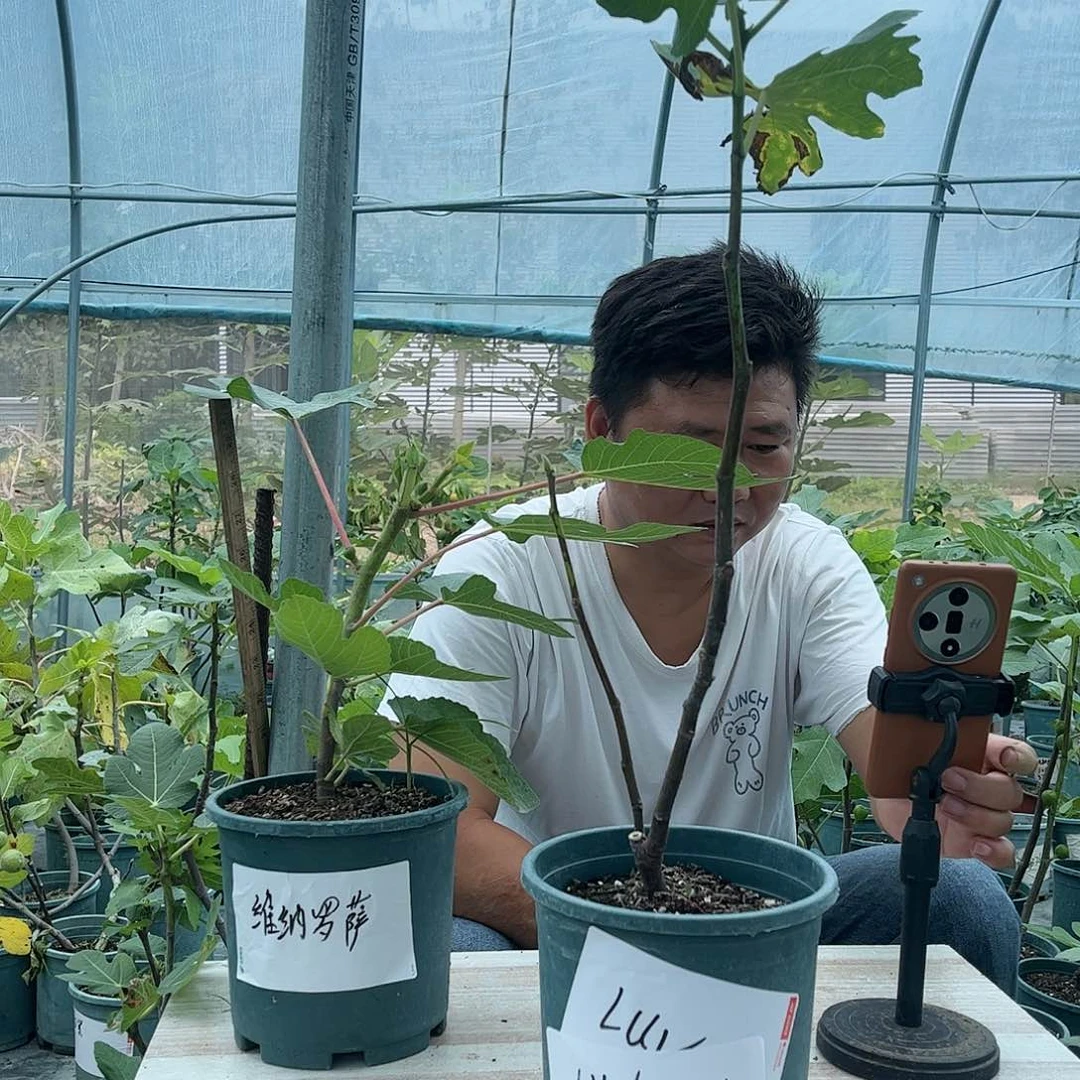 无花朵一物一拍竞拍价格