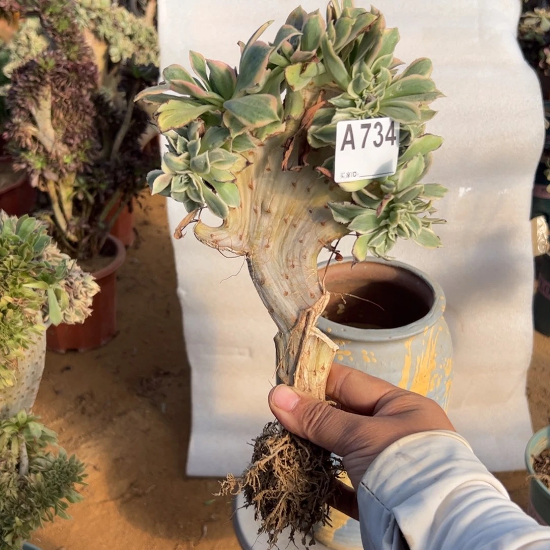 有伤灿烂缀734满28包邮