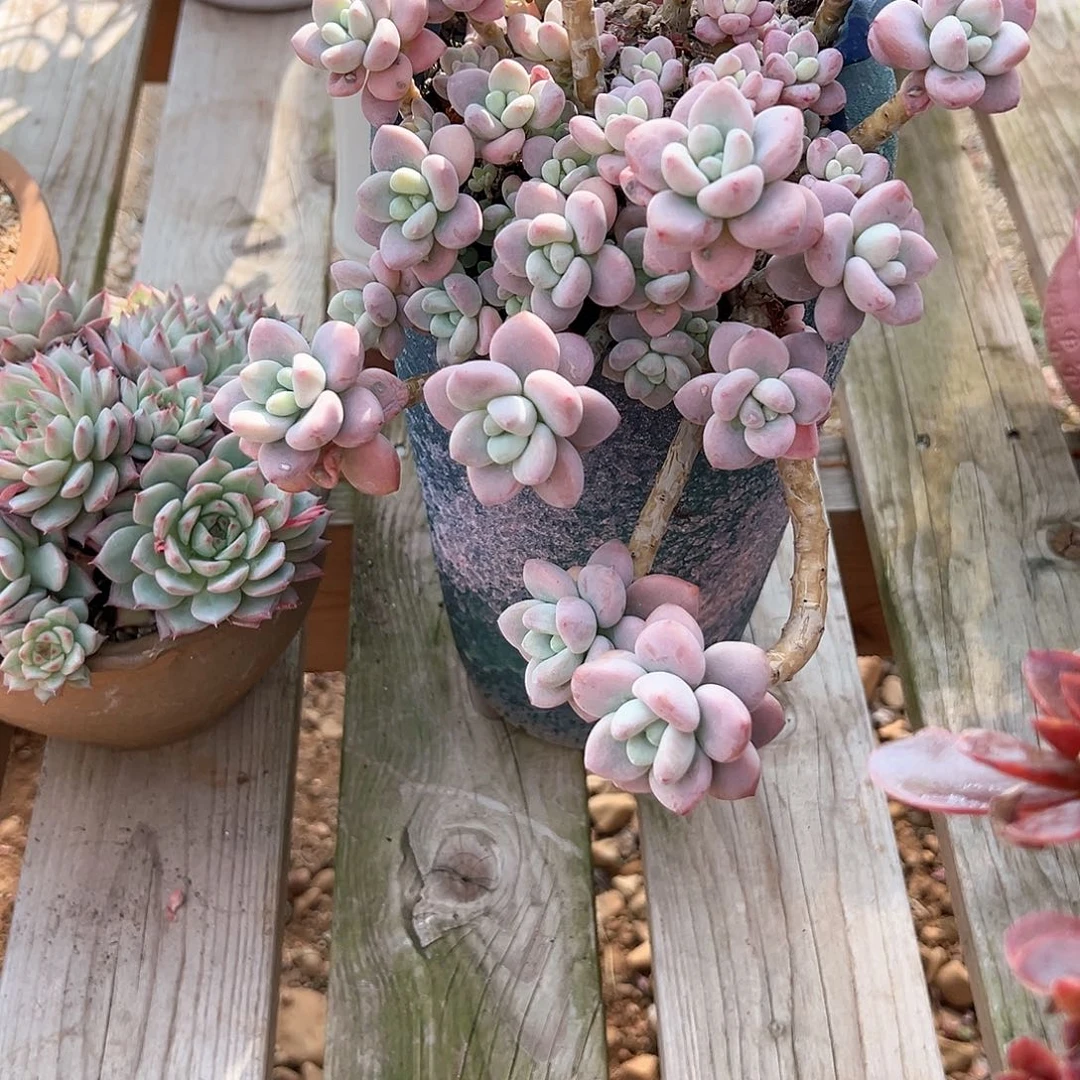 x***雪红洛神多肉植物脱土