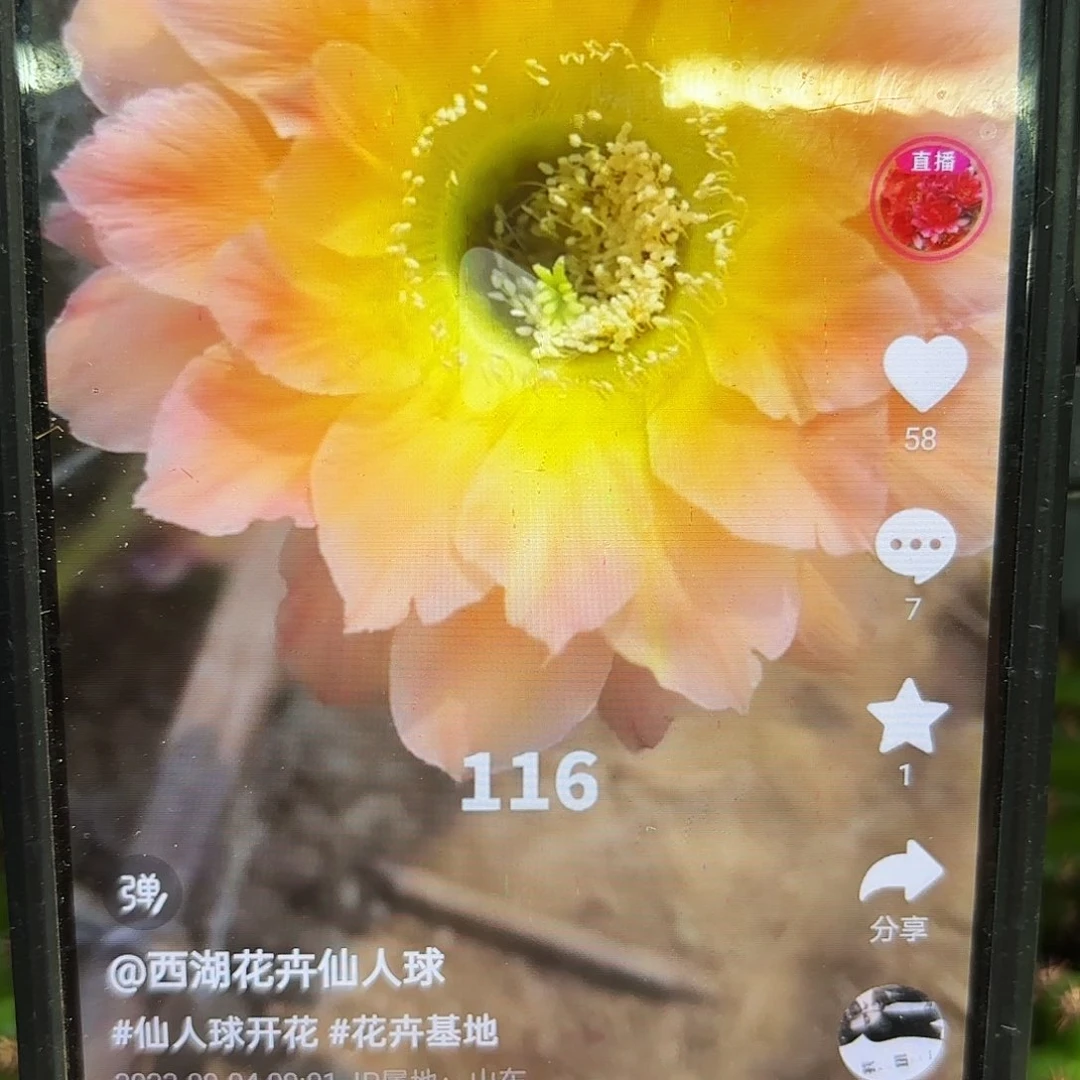 116彩侧牙20包邮仙人球39