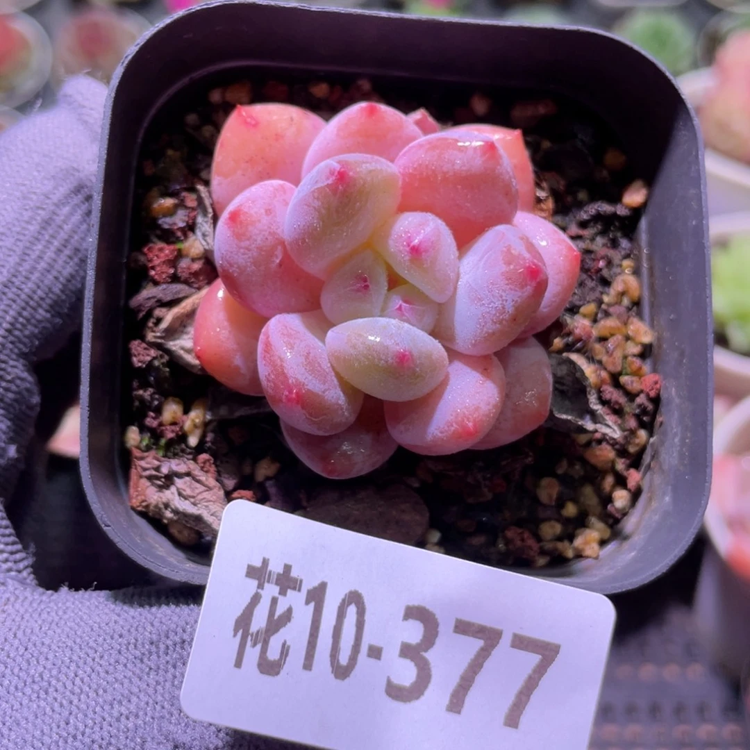 花利美10-377奶酪新品