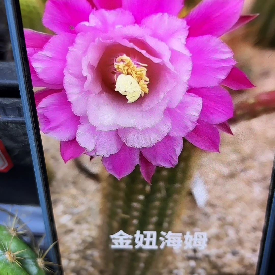 海姆无根侧牙高七八公分9