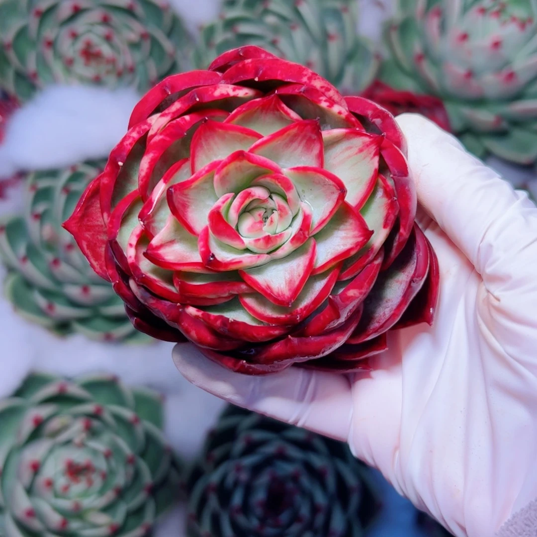 张*姐惊鸿仙子多肉植物