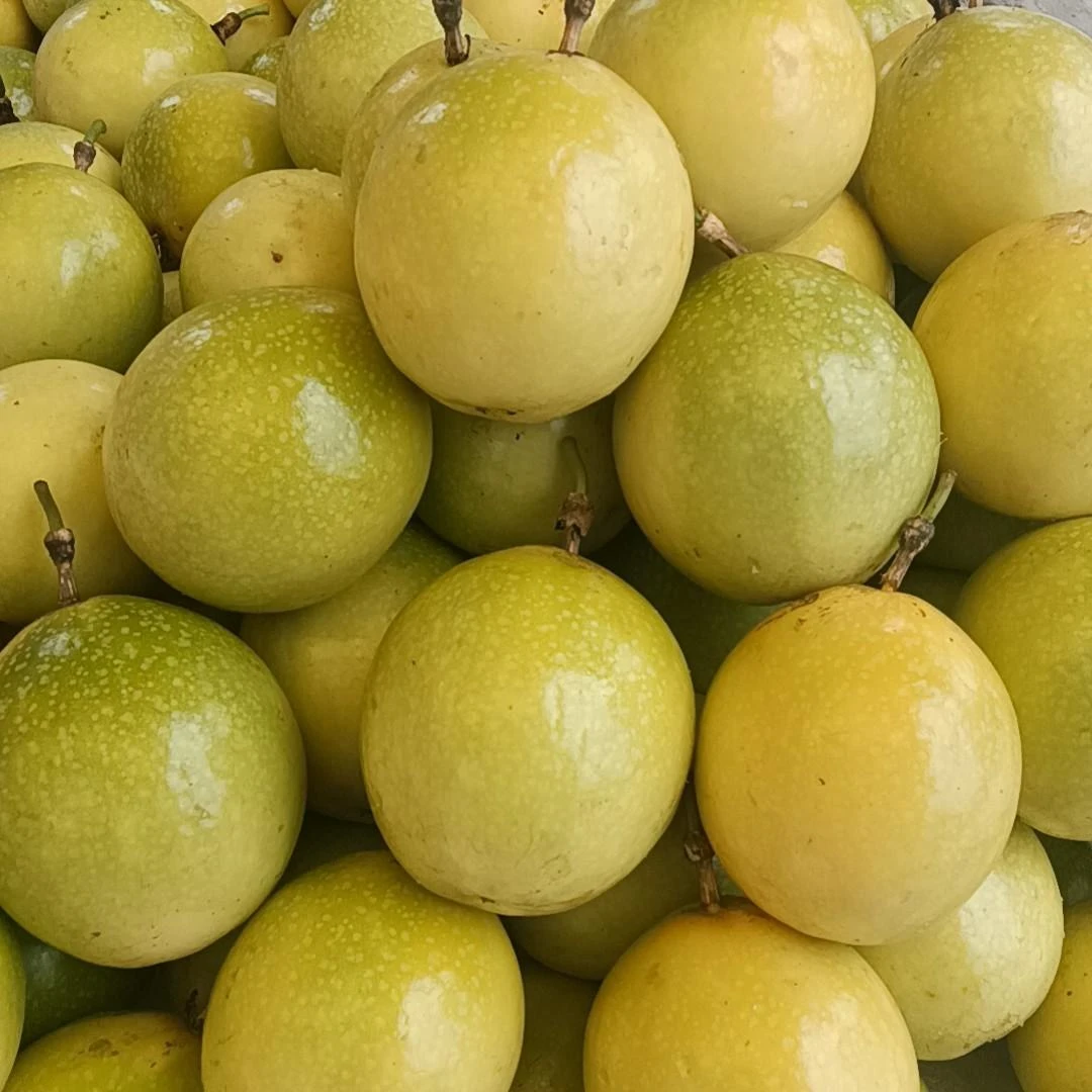 正宗榕江钦蜜9号黄金百香果农产品9号百香果百色