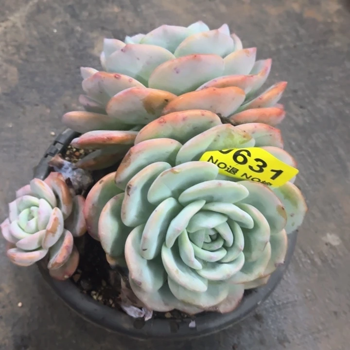 631无砍老庄凤橙双头