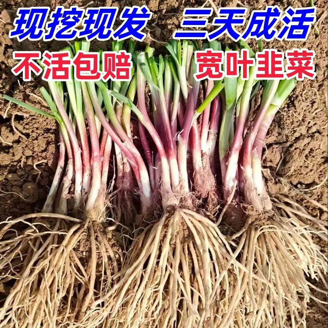 【秋天热销】韭菜根苗新鲜当季紫根阳台四季蔬菜盆栽正宗红根宽叶