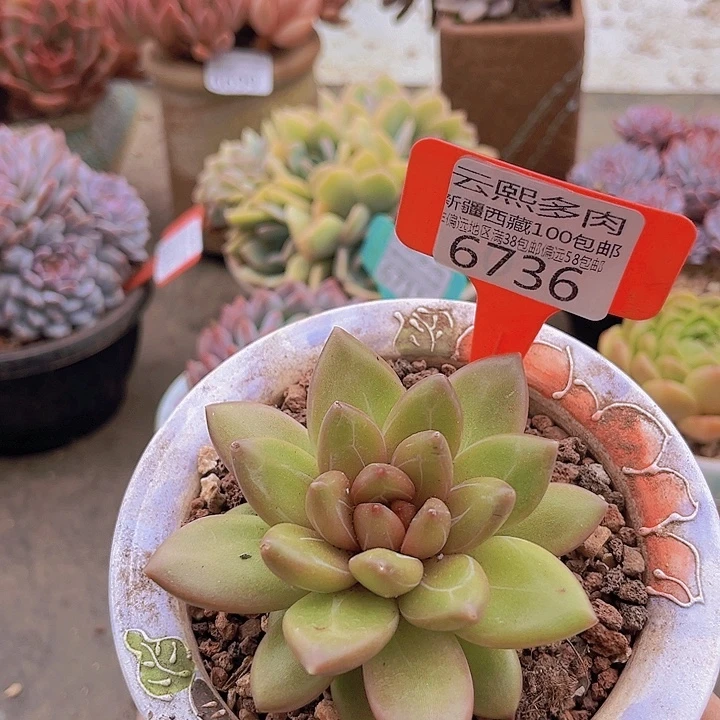 6736迷雾泡泡。