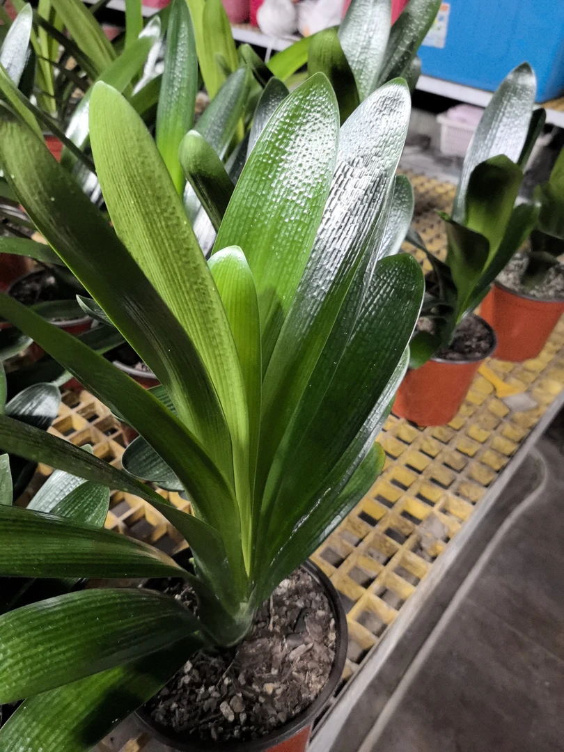 君子兰裸根发货链接
