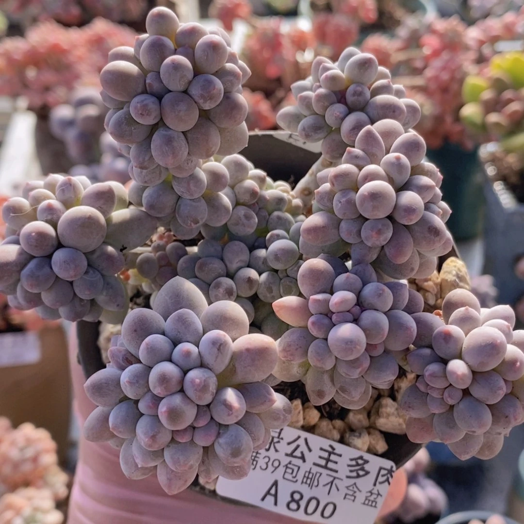 香水手指奶10cm800多肉植物