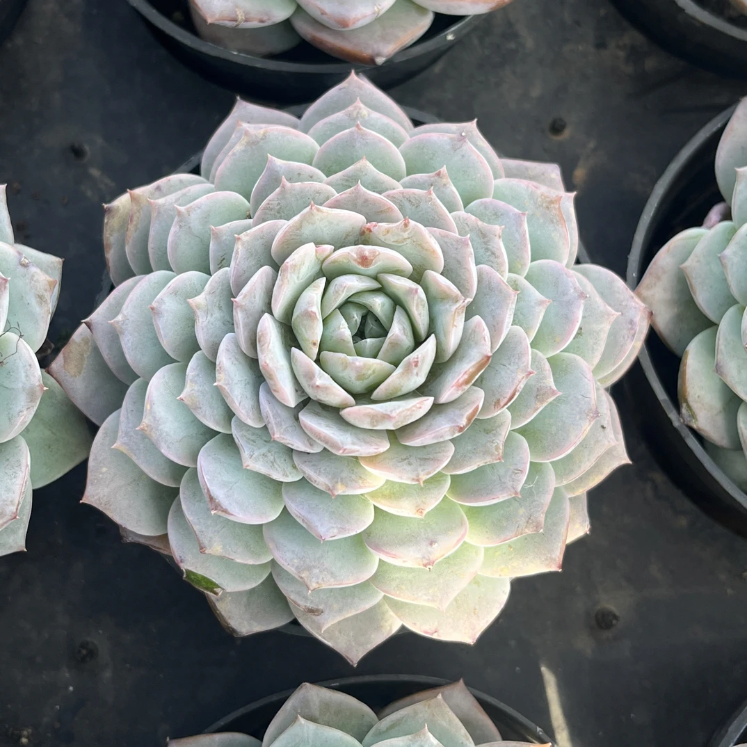 【任意下单即包邮】恩宠多肉植物8厘米，带盆土发